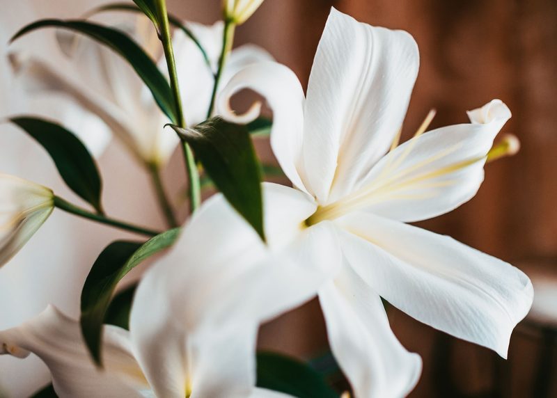 Elegante weiße Lilien als Teil einer Trauerfloristik-Komposition